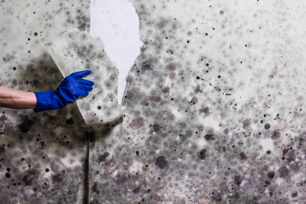 Professional Mold Remediation in Awendaw, SC