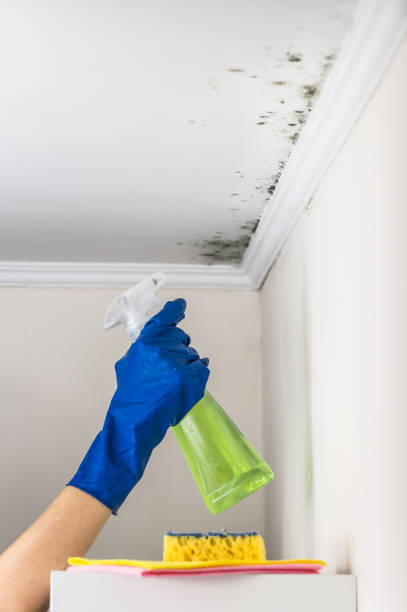 Best Industrial Mold Remediation in Awendaw, SC